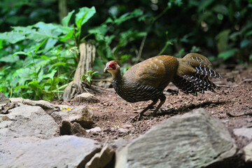 A female Kalij Pheasant foraging for food on the ground at Kaeng Krachan Thailand
