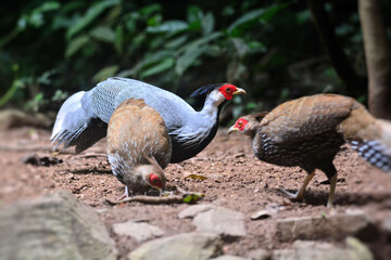 Naklejka premium A group of Kalij Pheasant foraging for food on the ground at Kaeng Krachan Thailand