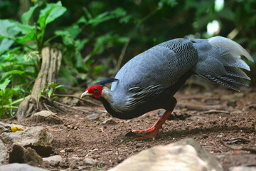 A male Kalij Pheasant foraging for food on the ground at Kaeng Krachan Thailand