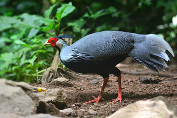 A male Kalij Pheasant foraging for food on the ground at Kaeng Krachan Thailand