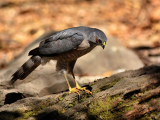 A male shikra with red eyes standing on a log at Kaeng Krachan Thailand