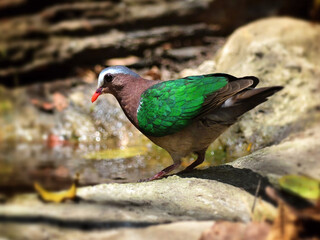 An Emerald Dove perched on the ground at Kaeng Krachan Thailand