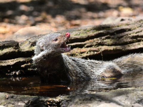 A Crab-eating Mongoose displayed the ferocity of a wild animal in the forest of Kaeng Krachan Thailand