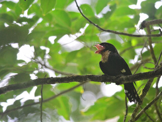 A Dusky Broadbill perched on a big branch its beak wide open at Kaeng Krachan National Park Thailand