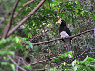 A juvenile oriental pied hornbill perched on a branch at kaeng krachan national park Thailand