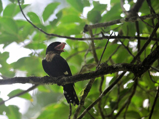 A Dusky Broadbill perched on a big branch its beak wide open at Kaeng Krachan National Park Thailand