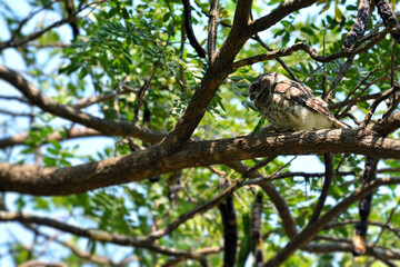 A Spotted Owlet perched on a branch resting in the park around Bangkok Thailand