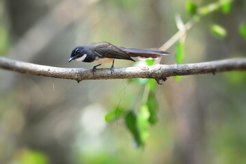 A Pied Fantail perched on a branch at Kaeng Krachan Thailand