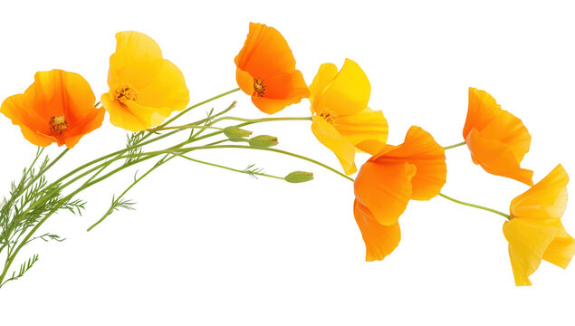 A arrangement of orange and yellow poppy flowers gracefully arching against a pure white background. ideal for nature-themed designs or floral decorations - Powered by Adobe