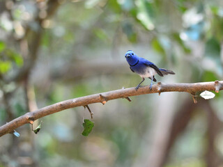 A Black-naped Monarch perched on a branch at Kaeng Krachan Thailand
