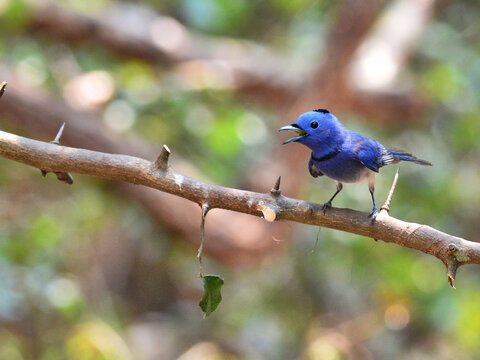 A Black-naped Monarch perching and singing on a thorny branch at Kaeng Krachan Thailand - Powered by Adobe