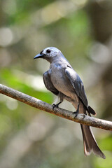 An Ashy Drongo perched on a branch in the forest at Kaeng Krachan Thailand 