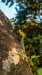 Lizard on a tree trunk in lush foliage