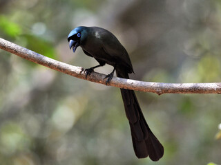 A Racket-tailed Treepie perched on the ground with plumage shines glossy blue-green colors clearly visible at Kaeng Krachan Thailand 