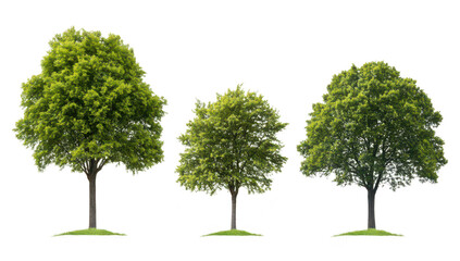Obraz premium A trio of lush green trees of varying sizes standing on a grassy patch. the beauty of nature against a plain white background. ideal for environmental themes or landscaping projects
