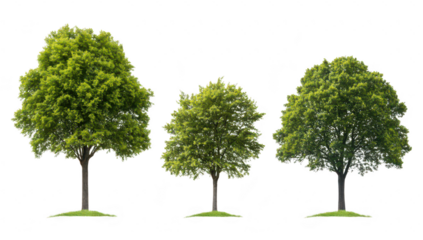 A trio of lush green trees of varying sizes standing on a grassy patch. the beauty of nature against a plain white background. ideal for environmental themes or landscaping projects
