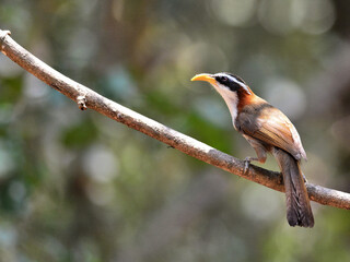 A White-browed Scimitar Babbler perched on a branch at Kaeng Krachan Thailand