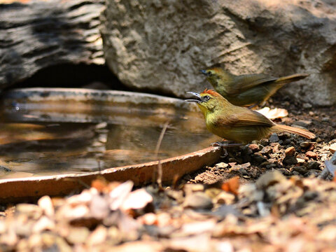 A Pin-striped tit-babbler perched near water sources at Kaeng Krachan Thailand
