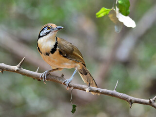 A Greater Necklaced Laughingthrust perched on a branch at Kaeng Krachan Thailand