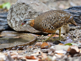 A Scaly-breasted Patridges is drinking water at Kaeng Krachan Thailand