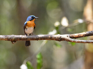 A male Tickell's Blue Flycatcher perched on a branch at Kaeng Krachan National Park Petchburi Thailand