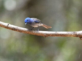 A female Black-naped Monarch perched on a branch at Kaeng Krachan Thailand