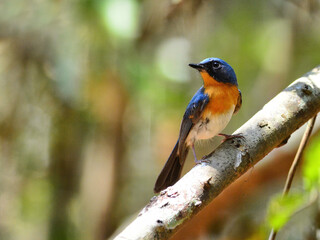 A male Tickell's Blue Flycatcher perched on a branch at Kaeng Krachan National Park Petchburi Thailand