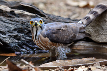 A female shikra enjoying a bath in the hot summer day at Kaeng Krachan Thailand
