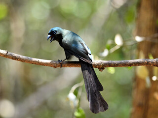 A Racket-tailed Treepie perched and calling on a branch with plumage shines glossy blue-green colors clearly visible at Kaeng Krachan Thailand 