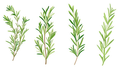 Fototapeta premium A collection of fresh rosemary sprigs displayed against a clean white background. their green color and detailed leaf structure. ideal for culinary or herbal design use