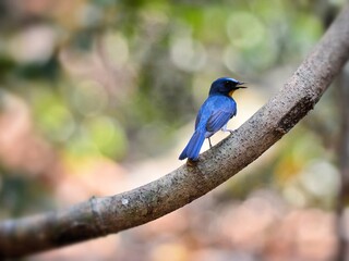 A male Tickell's Blue Flycatcher perched on a branch at Kaeng Krachan National Park Petchburi Thailand