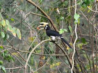 A male Oriental Pied Hornbill picked up a rock in its beak for nesting at Kaeng Krachan National Park Petchburi Thailand