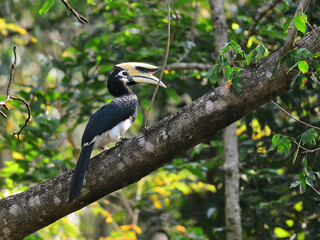 A male Oriental Pied Hornbill perched on a tree limb at Kaeng Krachan National Park Petchburi Thailand