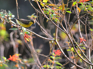 An Ornate Sunbird or Olive-backed Sunbird perched on a branch for sipping nectar at Kaeng Krachan Thailand
