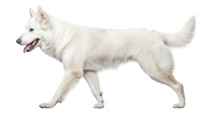 A majestic white dog gracefully walking across a clean. bright background. its fluffy fur and playful demeanor. ideal for pet-related content or animal photography