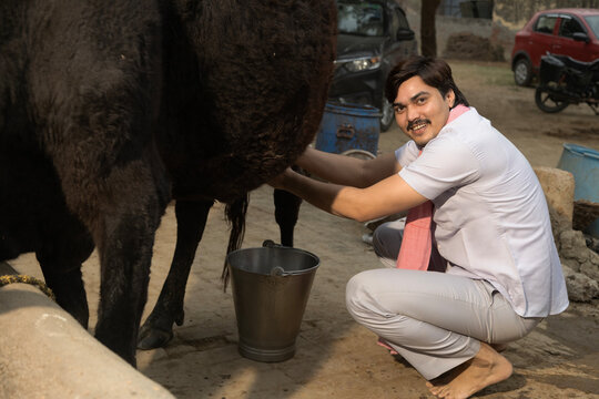 A young rural Milkman Milking his Buffalo in village.