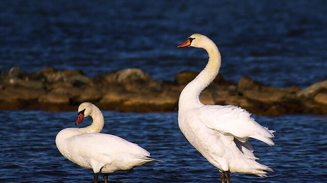 swans on the river