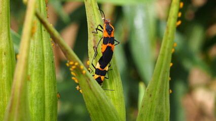 large milkweed bugs making the next generation.