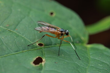 The image shows a stilt-legged fly  perched on a leaf. It has an orange-brown body, long thin hind legs, and translucent wings, exhibiting typical resting or foraging behavior in a natural environment