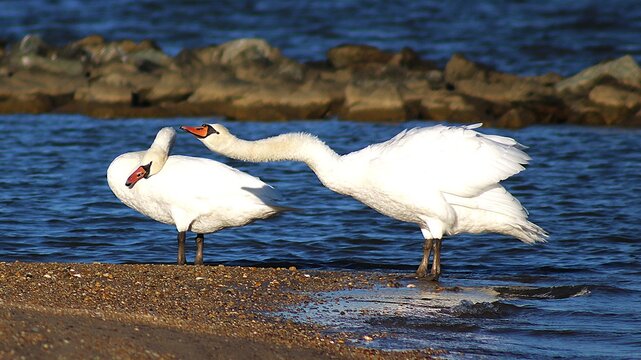 two swans on the river