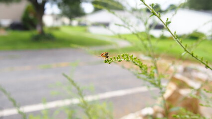 Toxomerus Marginatus ( The margined calligrapher ) Mating