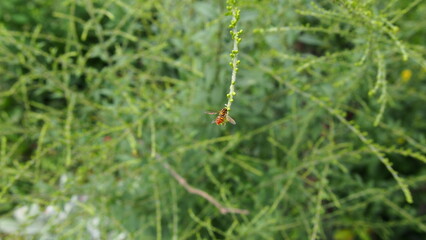 Toxomerus Marginatus ( The margined calligrapher ) Mating