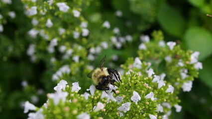 bumble bee ready for a knap.