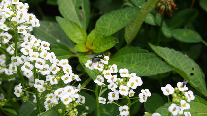 Metallic green fly enjoying some nectar 