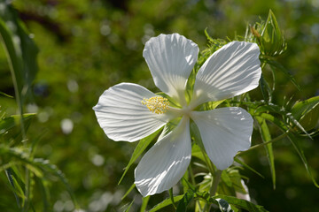 エルフ　タイタンビカス