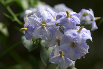 ソラヌム・ヴェンドランディー