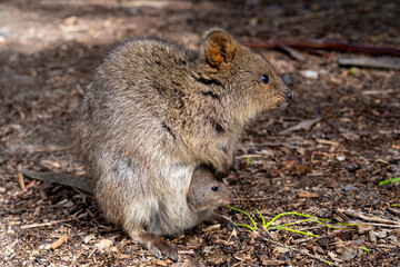 A mother quokka on the ground and her baby quokka peeks out of the mother's pouch. August, Rottnest Island, Australia. The quokka (Setonix brachyurus) is a small macropod.