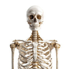 Human Skeleton Anatomy with Golden Joints – Detailed 3D Medical Illustration