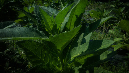 Green tobacco leaves in a field