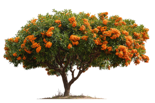 Lush orange-flowered tree against black background
